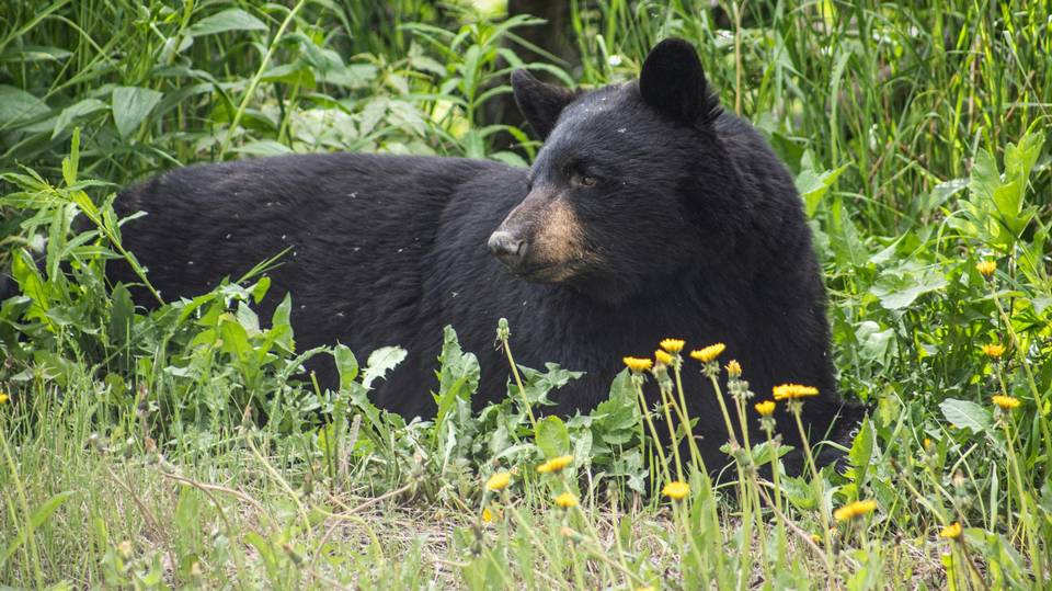 A bear (not this bear) killed this guy and his&nbsp;dog